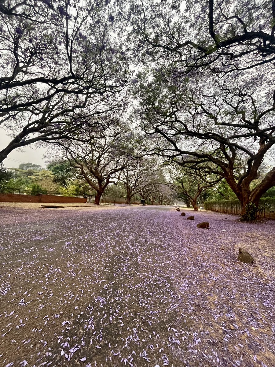 jcairns77's tweet photo. Harare, Zimbabwe
#jacarandachallenge https://t.co/X26ah1XWfh