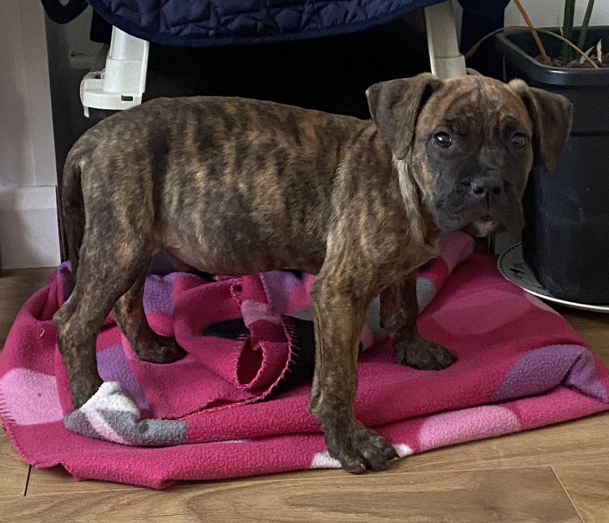AdoptionsUk's tweet photo. Please retweet to HELP FIND THE OWNER OF THIS STRAY PUPPY FOUND #HAYES #HILLINGDON #LONDON #UK 
Boxer puppy, male, no chip found 6 October. Now in a council pound, he could be missing or stolen from another region. Please share widely to help him get home. 
DETAILS👇 
https://t.co/gvko0pjw8t
Not for adoption. Proof of ownership required.

A dog in a council pound can be sent to a rescue shelter after 7 days or euthanised is rescue shelters are full.
#dogs #Boxer