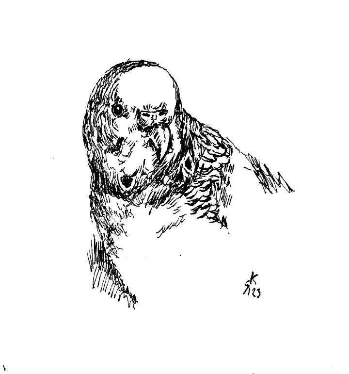 guten Morgen😀💚 #gutenmorgen #schöneswochenende #wellensittich #budgie #vogelliebe #vogel #vogelportrait #haustierzeichnung #haustier #haustierliebe #kunsthandwerk #kunst #Art #tuschezeichnung #tuscheaufpapier #Tusche  auch auf #ebay #ebaysellers 

ebay.de/str/derwaldham…