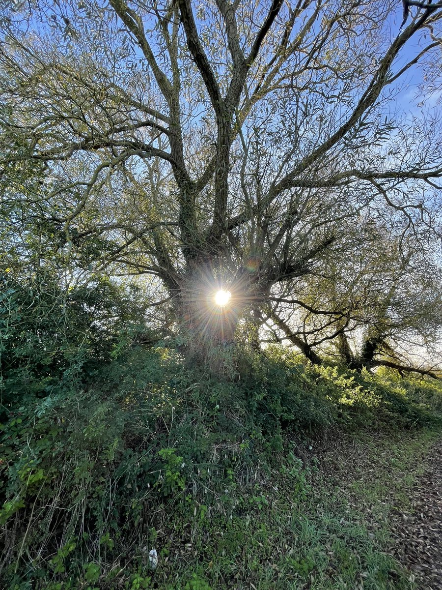 What another cracking October morning . ☀️ 

Out on a dog walk and instead of my usual ‘stomp’ to get my steps in and my heart rate going, I slowed down and enjoyed nature. 

Isn’t it beautiful when you see things like this you usually just pass by? Just a minute from my door.