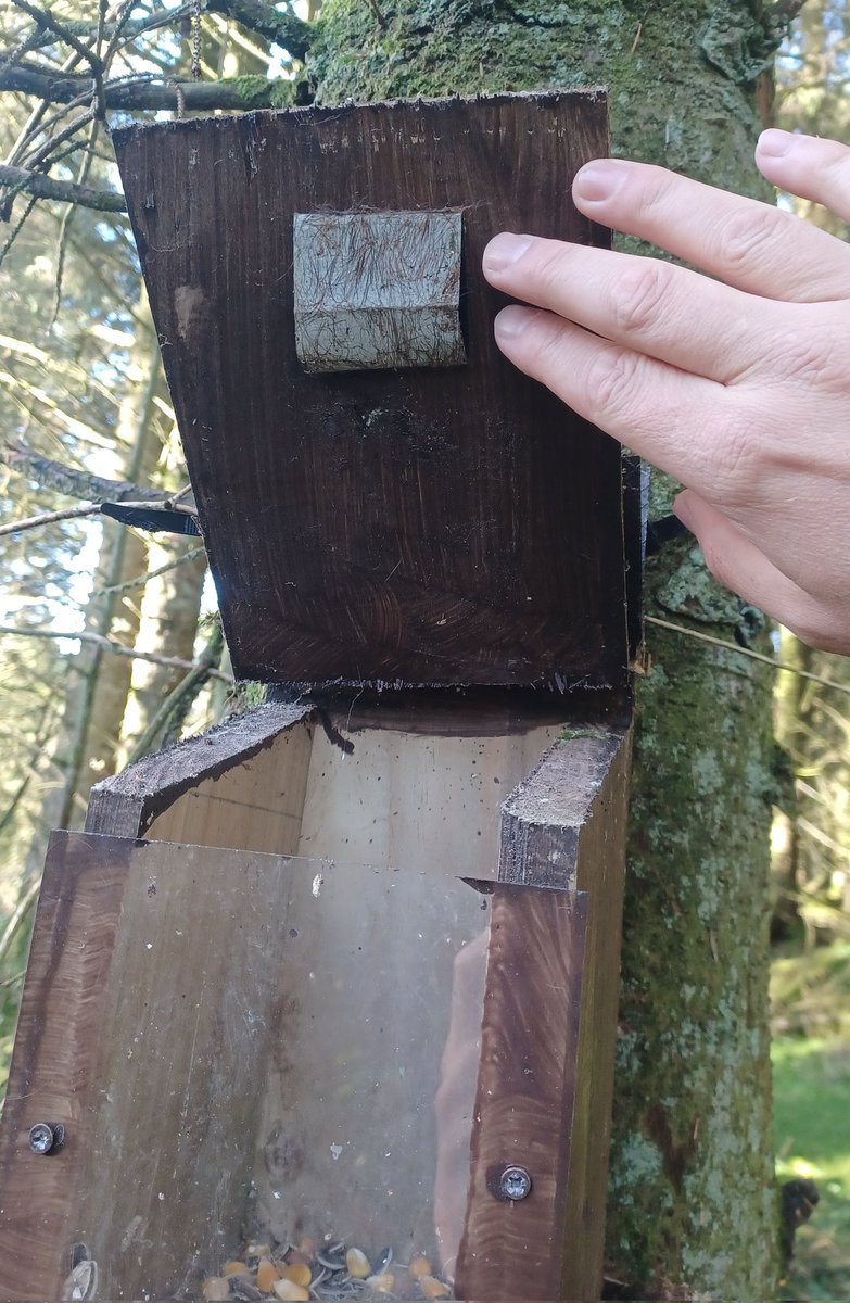 BinevenaghR's tweet photo. Plenty of #RedSquirrel activity on our monitoring stations this week 😍

We're looking for people to get involved and take a larger role in our efforts across the Binevenagh and Coleraine area - get in touch! https://t.co/PCbueQ88Dj