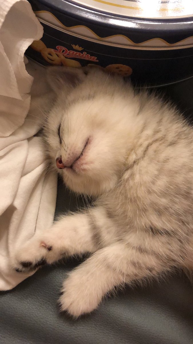 Johnson46470's tweet photo. 好可爱的小猫啊 https://t.co/wCv2LiXuAO