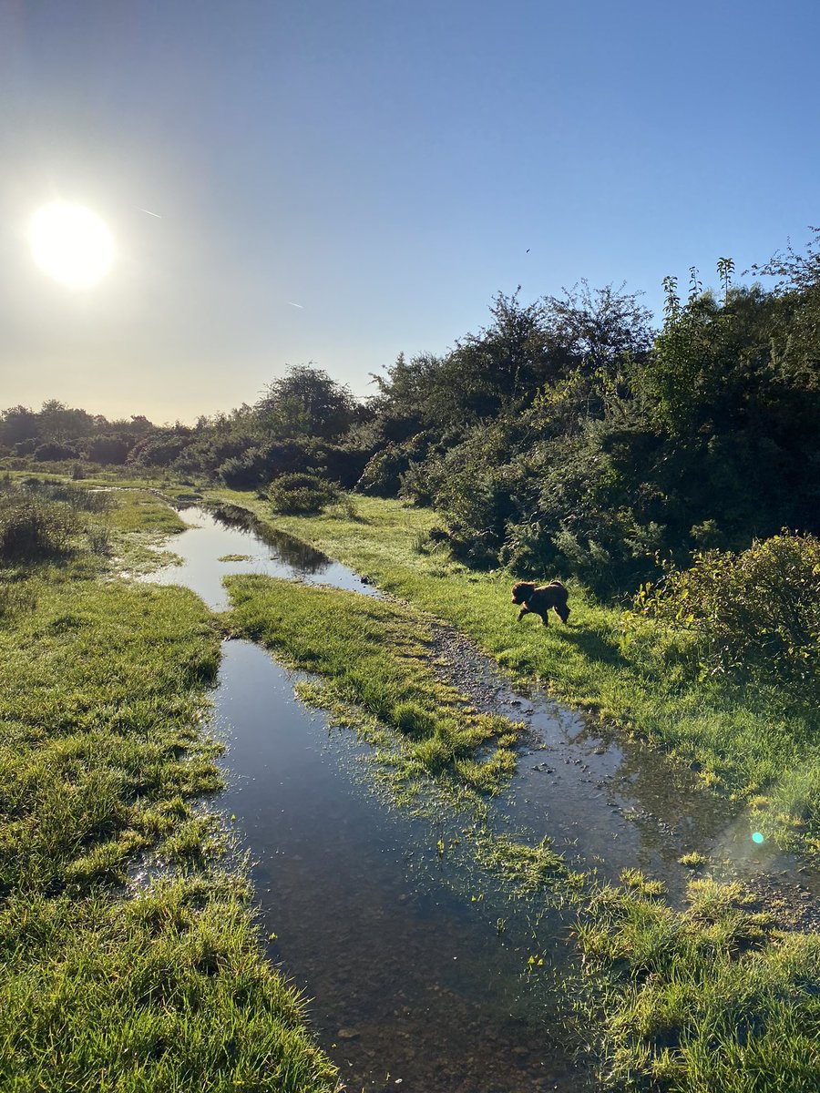 Mummified Mummy tweet media