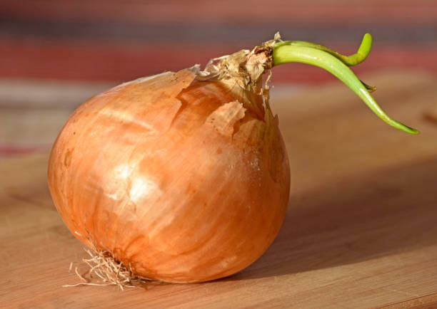 Nig_Farmer's tweet photo. Nature is Everything!

Ladies, Onions can help to choose the right Husband for you if you're confused

It's simple...

Write the name of your suitors each on an Onions

Place the Onions in a cool dark place/room

The first Onions that Sprout 🌱 is the right husband for you. https://t.co/gWMMzJnloM