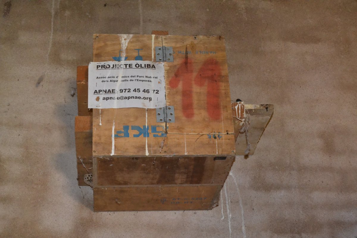 OlibaEmporda's tweet photo. 🦉 El Projecte Òliba és un projecte de l'@APNAE_1992, de conservació, gestió i divulgació de la població d’#òlibes a l’#Empordà. https://t.co/DK0rmyv9Sv