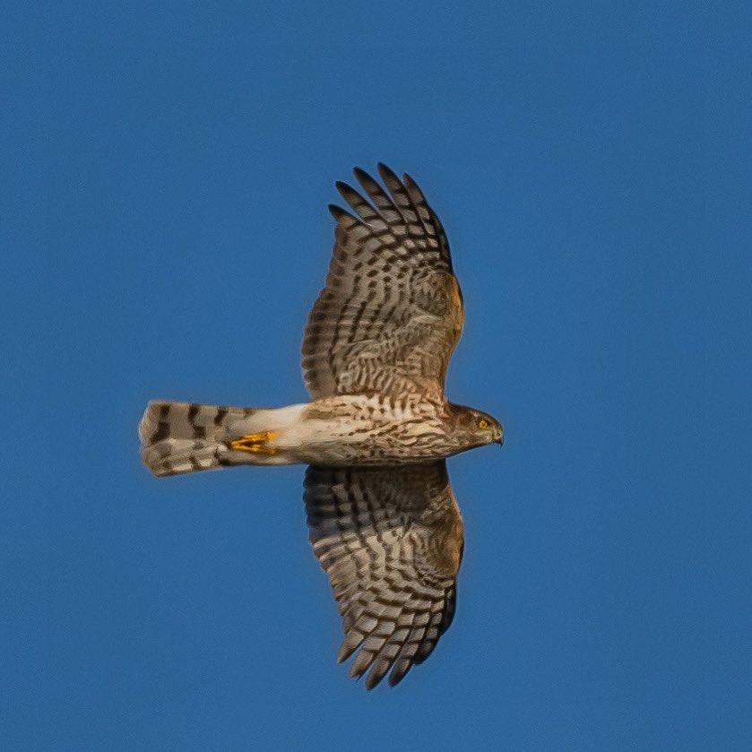 JamesFalletti's tweet photo. Gotta love #HawkWatch Season!

Sharp-Shinned #Hawk 
🔎 Accipiter striatus
Nikon D500 10/23 📸

#TwitterNatureCommunity #birdphotography #BirdTwitter #BirdsSeenIn2023 #BirdsOfTwitter #NaturePhotography #ornithology #bridsofprey #raptors @mybirdcards @nature_org https://t.co/WLkjeK2gEI