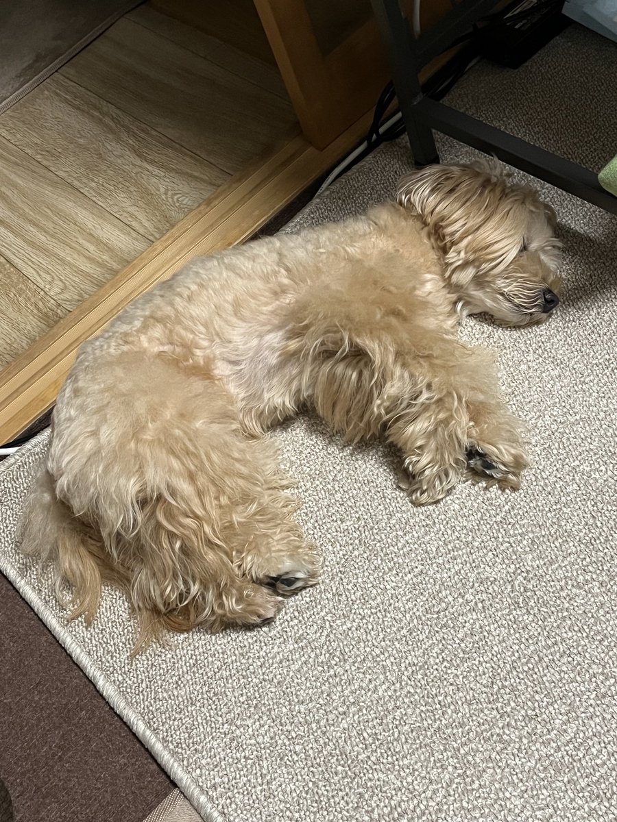 nobuboss0403's tweet photo. 寝落ちー🐶💤 https://t.co/fypajpB1A9