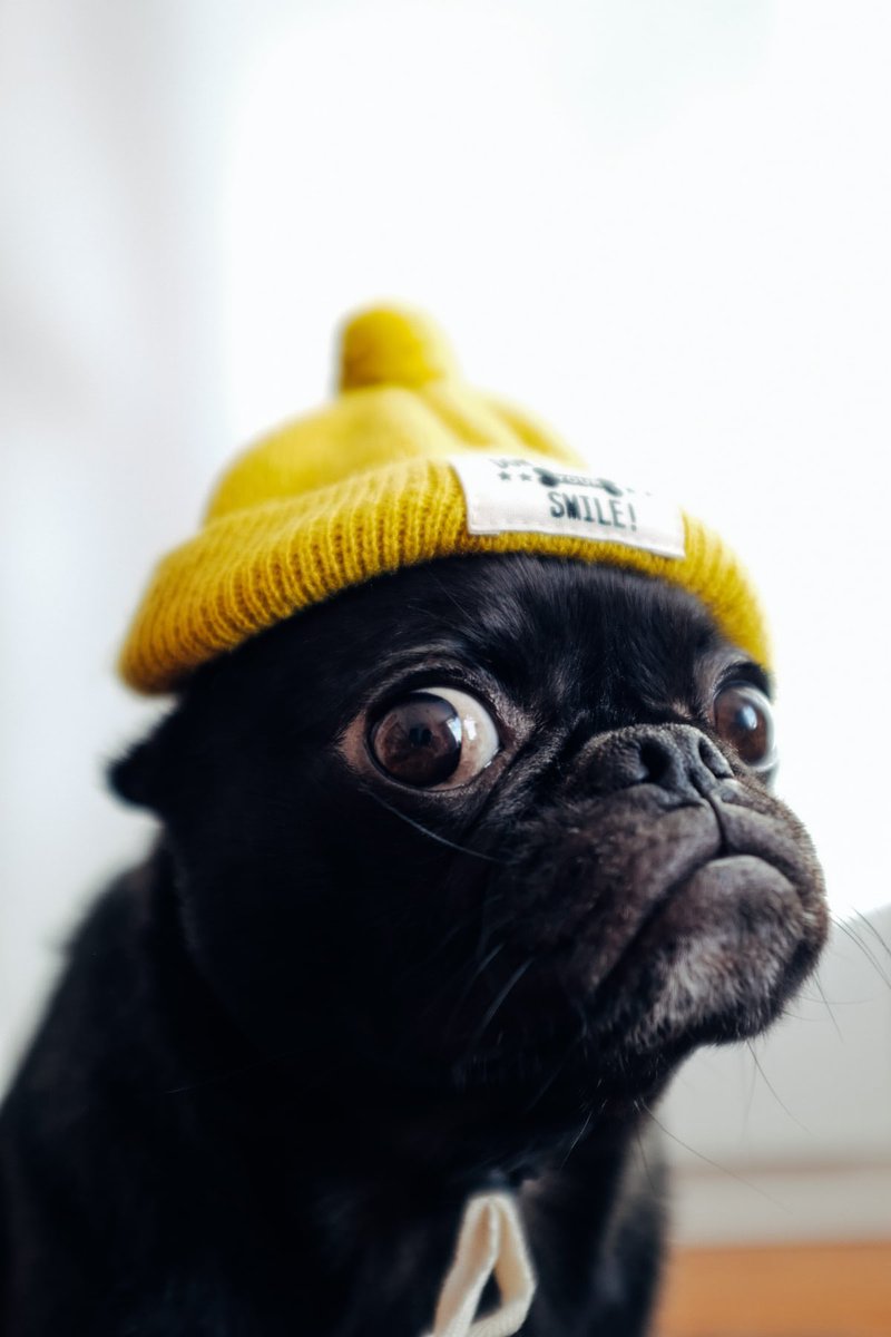 Happy National Pug Day! Did you know there are rescues with￼ incredible Pugs looking for a forever home? Look up Pug rescue in your area and open your heart and home to Pug in need today. 🐾❤️

#nationalpugday #pug #pugs #pugday