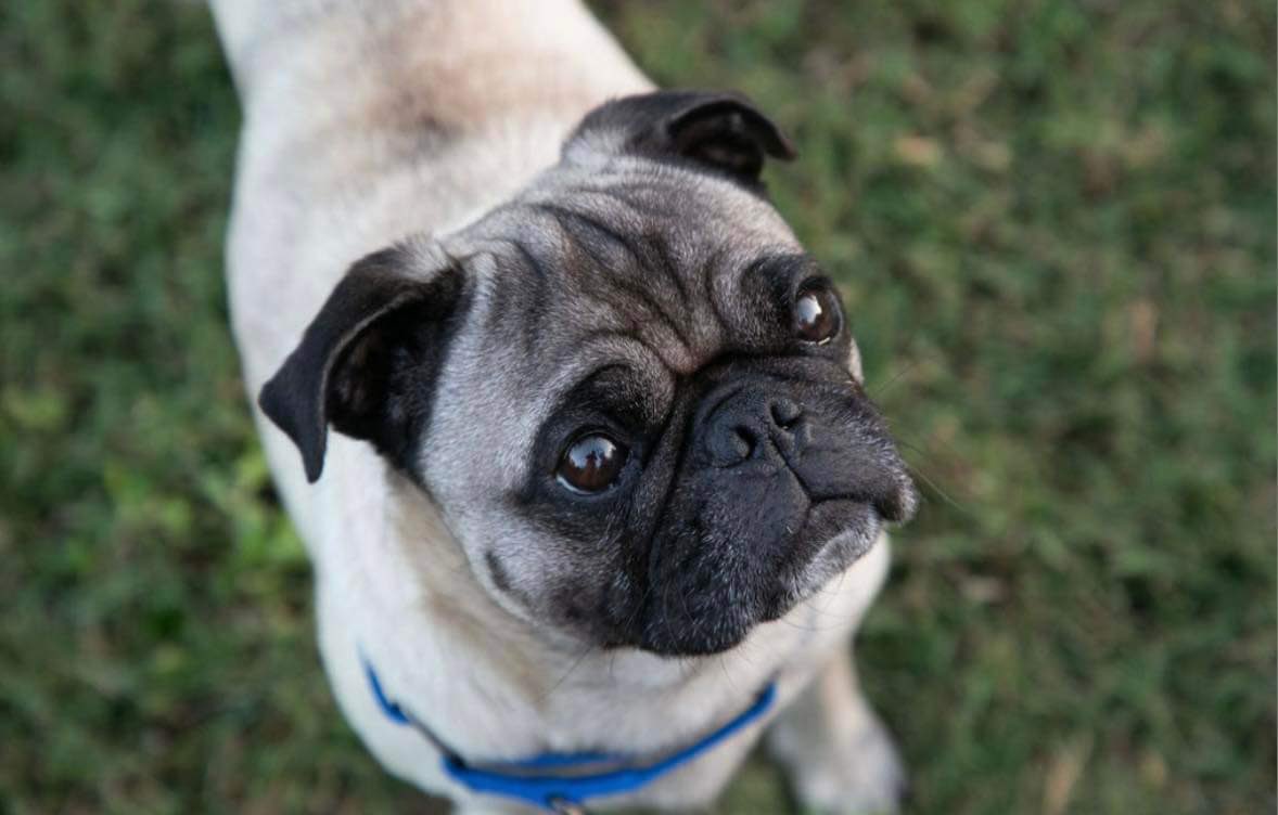 NationalPugDay's tweet photo. This year, sadly, we’re honoring the memory of our former Mascot, Schmuley Bernstein, who passed away on July 23, 2023 of cancer. #nationalpugday #pugday #pugs https://t.co/j3sf7eTJJT
