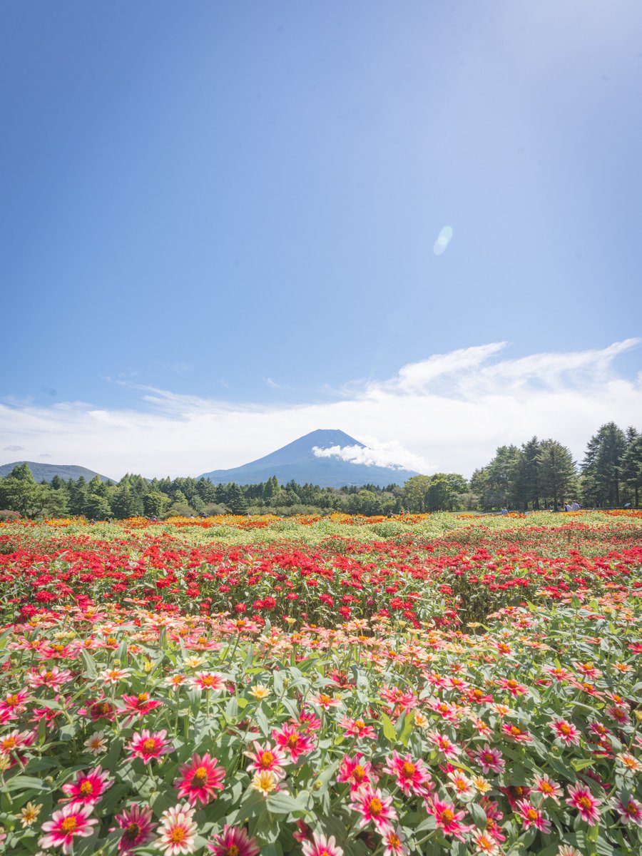 issy2300's tweet photo. 芝桜祭りに続いて虹の花まつりへ。
カラフルでキレイ。そして貫禄の富士山。
#a7iv #sony #tamron1728
#富士山 #富士本栖湖リゾート
#虹の花まつり #ジニア
#写真好きな人と繋がりたい
#カメラ好きな人と繋がりたい
#ファインダー越しの私の世界
#キリトリセカイ
#tokyocameraclub https://t.co/PQvhv1klKG