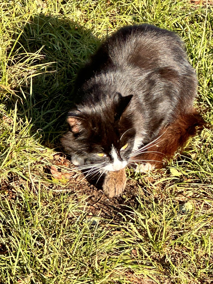 The <a href="/CurlysFarm/">CurlysFarm</a> Sunday Morning Farmers have been working with every animal this morning. 

It was a chilly 🥶start but once your haying 40x sheep, 30x goats, 2x calves, feeding 20x pigs, haying 14x alpaca…you soon warm up! 

Plus the cat caught a 🐭
