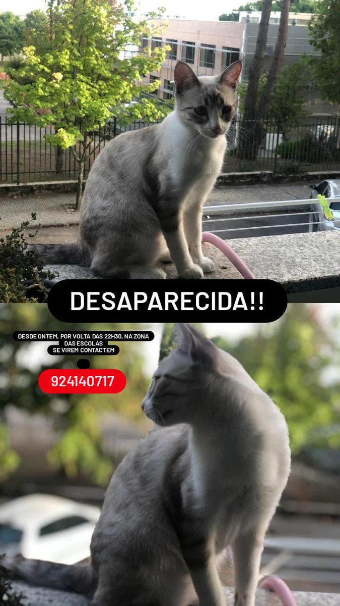 besties se virem digam alguma coisa, a gata do vizinho fugiu :(