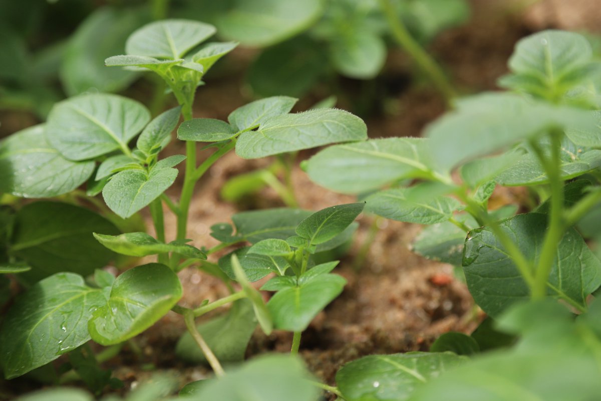 ASARECA's tweet photo. SPF Mega Aeroponic screen house plantlets and feeding areas funded by the #AIRTEAProject
Source of plantlets: @RwandaAgriBoard Musanze.
#potatovaluechain
#researchvarieties
#privatesector
#minitubers https://t.co/UDW36qRPYi