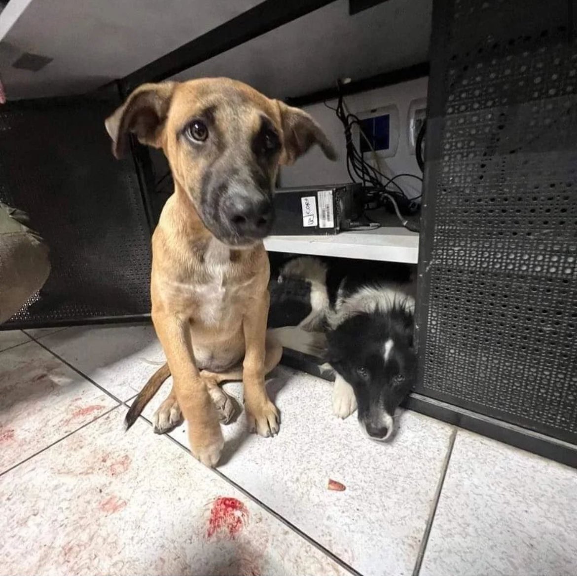 Hamas terrorists have killed many dogs during their barbaric attack, but in recent days, a series of Israeli organizations and citizens are working to locate scared dogs that have survived in the midst of the tragedy. Dozens of dogs have already been rescued; some will be