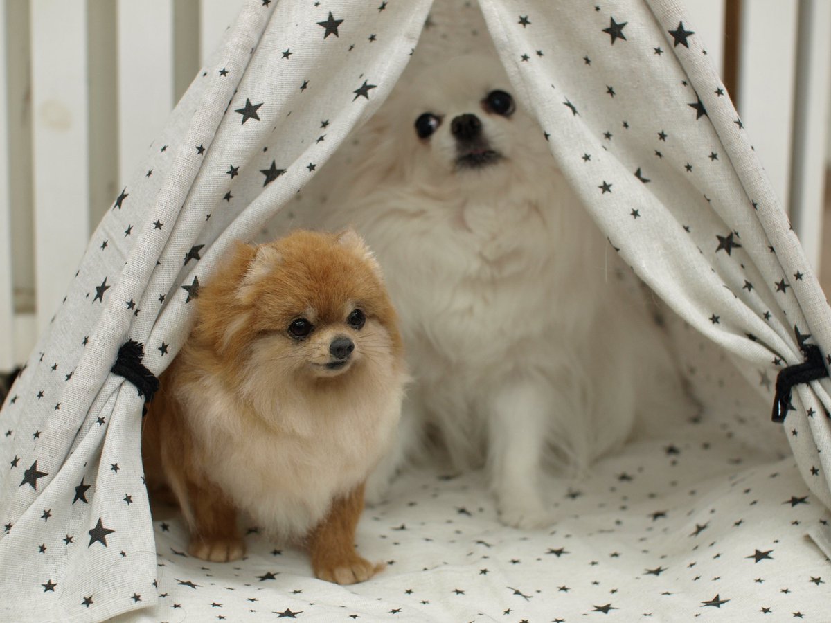 羊毛フェルトのポメラニアン完成しました♪ #羊毛フェルト #羊毛 #羊毛氈 #羊毛毡 #woolfelt #ハンドメイド #犬 #イヌ #いぬすたぐらむ #いぬ #いぬのきもち  #ポメラニアン #pomeranian