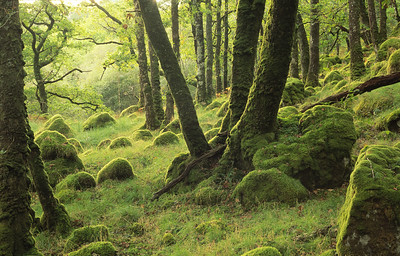 Scotland is home to internationally rare temperate #rainforest, that supports rare lichens & bryophytes🌲 🌎 With the publication of the #StateOfNature report, what do the figures mean for Scotland’s rainforest? Plantlife's Oliver Moore explains here 👉 bit.ly/46zWAdC