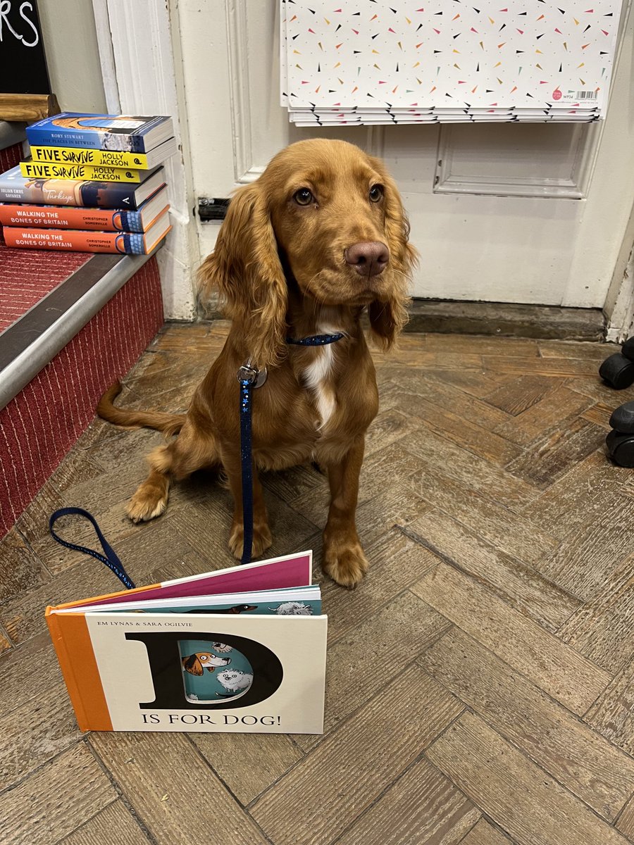 Toffee in training for the post of #BookshopDog. D is for Dog from ⁦@NosyCrow⁩ gets her seal of approval. We love it too. 
#ChooseBookshops #booksaremybag #independentbookshop #indiebookshop #dulwich #dulwichvillage