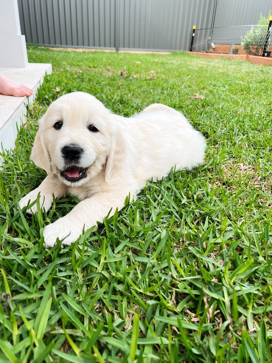 LA_Hudson_'s tweet photo. This weekend, our family has expanded by one fluffy good girl 💛 https://t.co/15LrSuBvSh