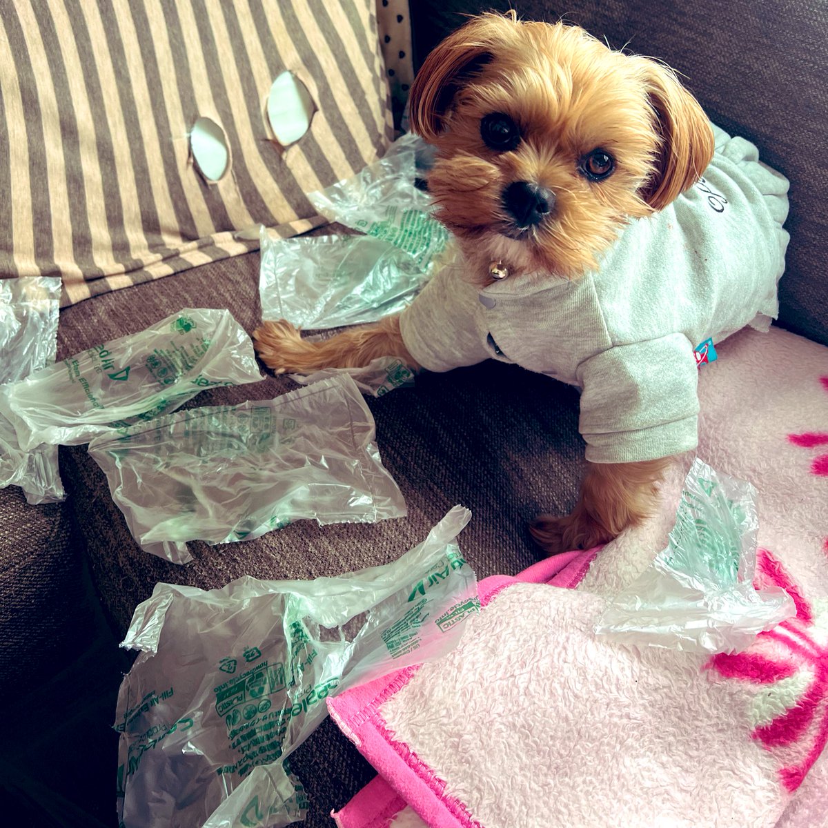 rinrinrickey's tweet photo. バラバラにちぎってやったぜ🗡️
#日本 
#ヨークシャテリア
#シーズー
#mix犬
#ミックス犬
#犬のいる暮らし
#犬のいる幸せ 
#犬のいる生活
#犬好きさんと繋がりたい
#チューバッカ https://t.co/kDbEsj241i
