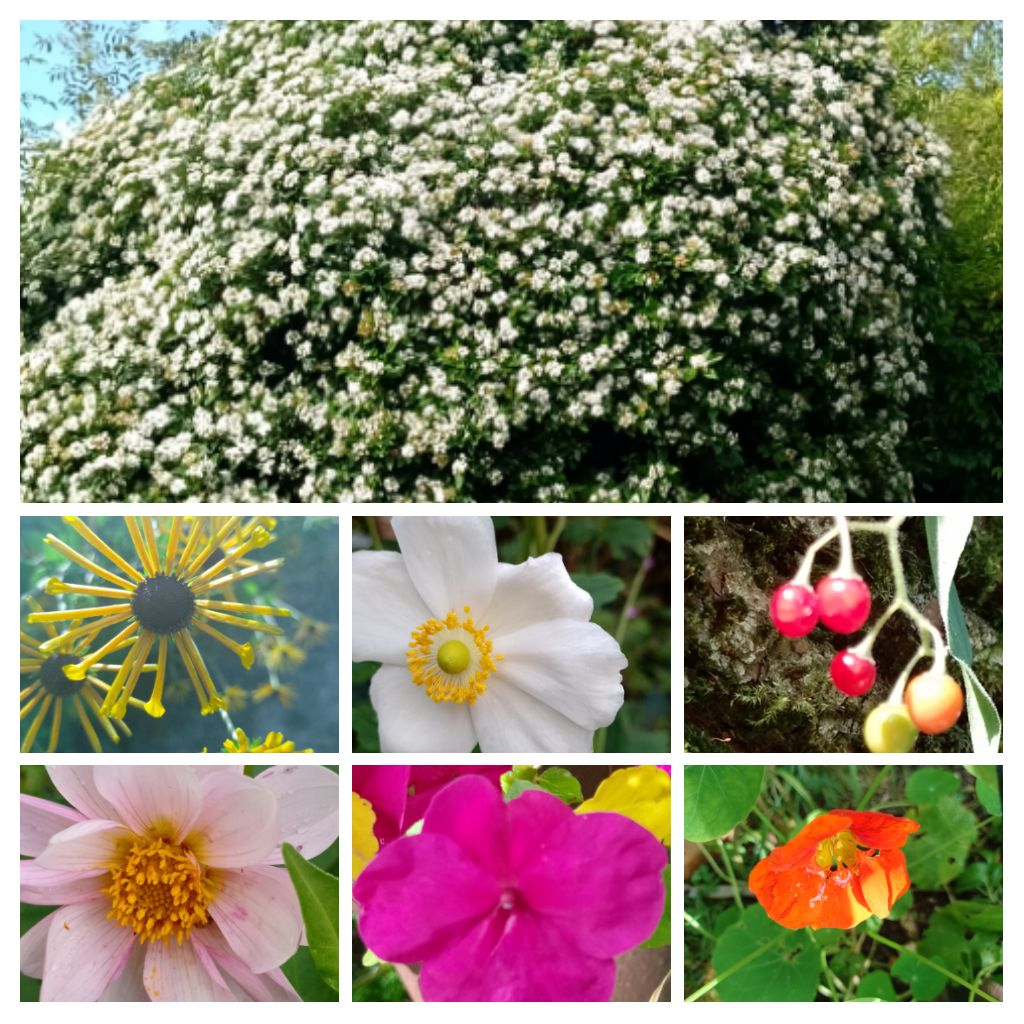 BuffbayB's tweet photo. The Viburnum got out of hand. The label never said it would grow this big. Any hope you all enjoy your Sunday. Very sunny where I am Blessings.
#SundaySeven. https://t.co/TPyBMKnDmd