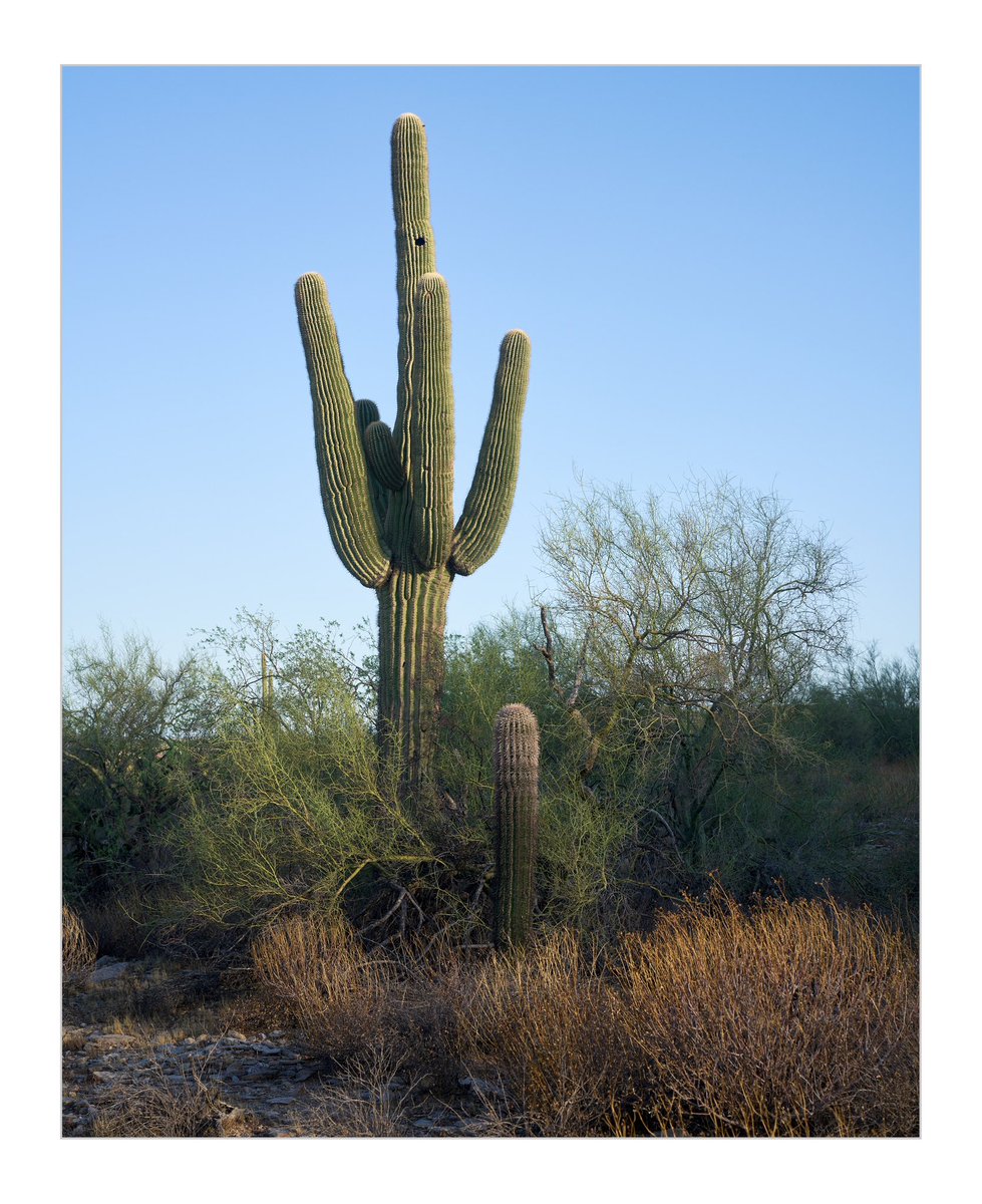 pappusrkr's tweet photo. The landscapes of Arizona. There are few locations around Phoenix to photograph cactus which grows really tall and other plant species which grows in the Mexican and American border region. https://t.co/wTxXTnhA0X