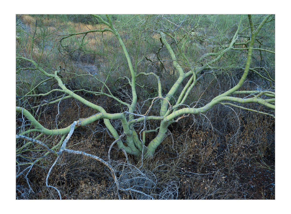 pappusrkr's tweet photo. The landscapes of Arizona. There are few locations around Phoenix to photograph cactus which grows really tall and other plant species which grows in the Mexican and American border region. https://t.co/wTxXTnhA0X
