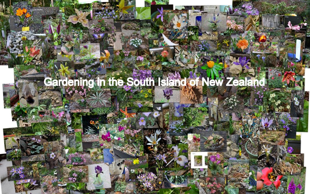 SRGC 90th Anniversary Online Talks - ALL WELCOME Saturday 21st October 2023 - via Zoom, 'doors open' at 7pm GMT for 7.15pm start 'Gardening in the South Island of New Zealand' with Dave Toole. The Zoom link here: srgc.net/add-90th-talks… on the day of the talk. #GardenTwitter