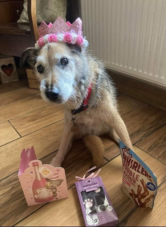 Best in Dogs tweet media