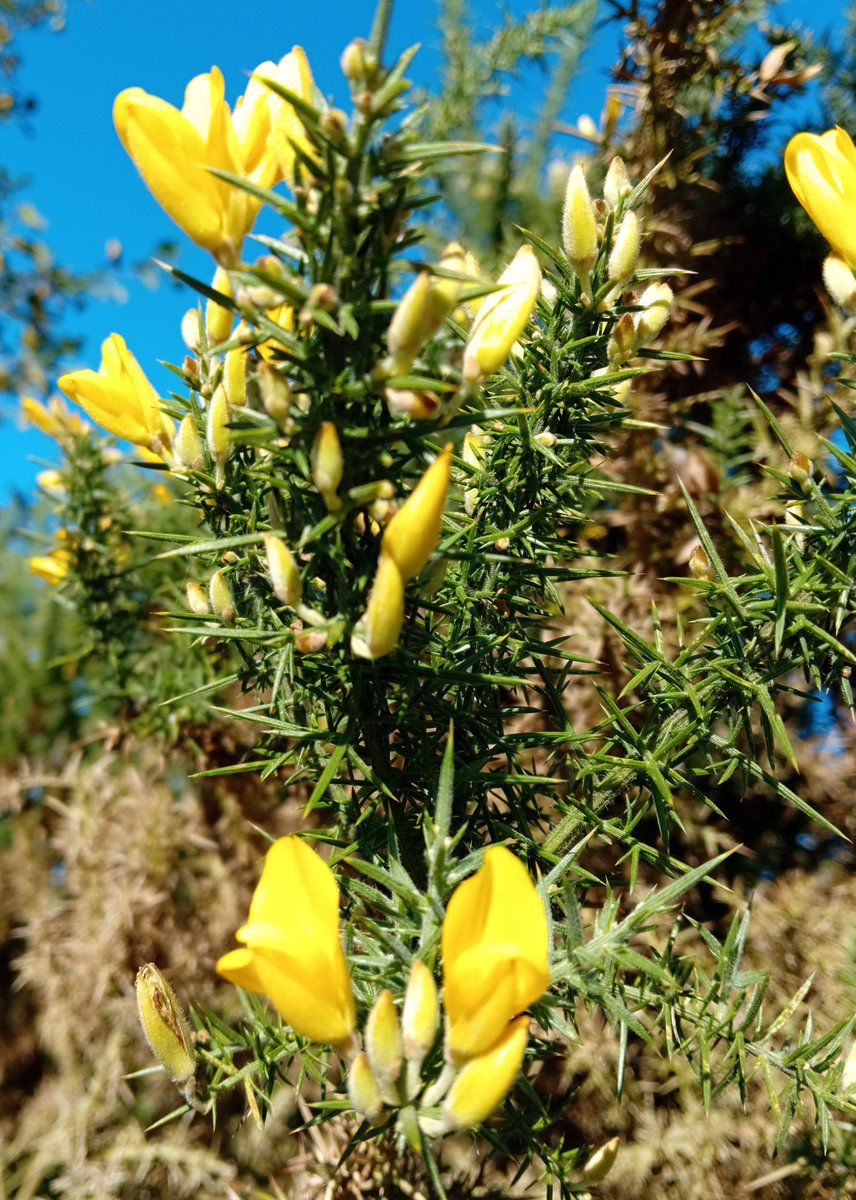 AlisonPailing's tweet photo. "When gorse is out of bloom, kissing's out of fashion."

#SundayYellow 
#SundaySaying https://t.co/T3iKnpjLav