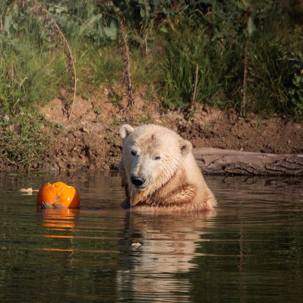 Jimmys Farm & Wildlife Park tweet media