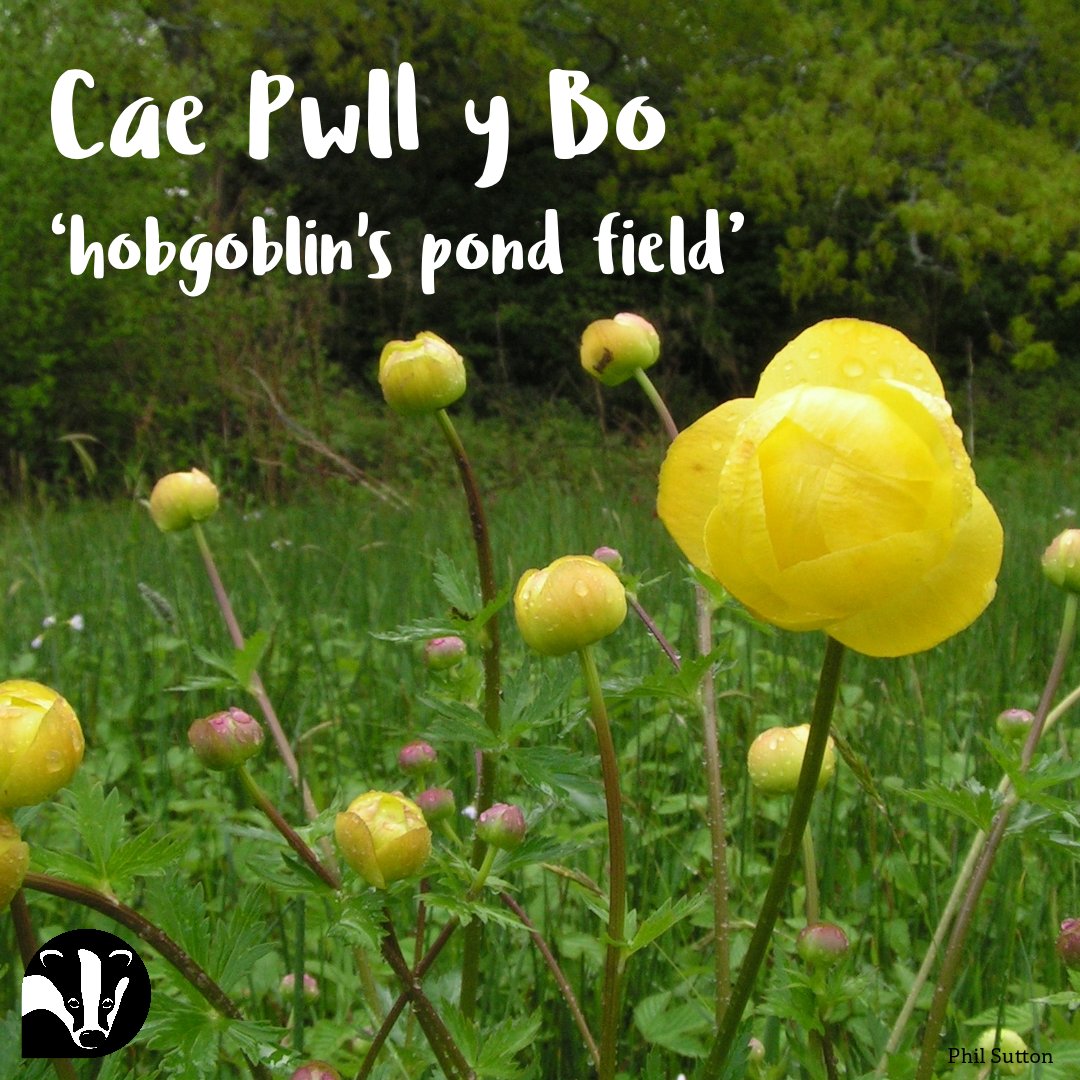 WildlifeTrustSWWales 🦡🐬 (@wtsww) on Twitter photo To celebrate #ShwmaeSumae Day, we're exploring the Welsh names of our nature reserves!
🏵️Cae Pwll y Bo, meaning hobgoblin's pond field, is a damp meadow. The name may be linked to a deep section of the river that runs past the reserve.
#Cymraeg #Welsh #WelshWildlife #Wales To celebrate #ShwmaeSumae Day, we're exploring the Welsh names of our nature reserves!
🏵️Cae Pwll y Bo, meaning hobgoblin's pond field, is a damp meadow. The name may be linked to a deep section of the river that runs past the reserve.
#Cymraeg #Welsh #WelshWildlife #Wales