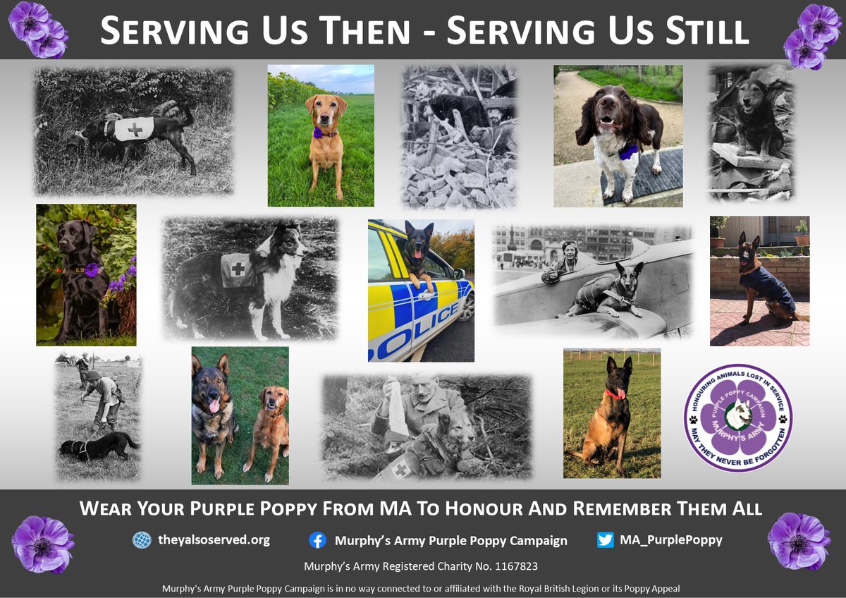 MA_PurplePoppy's tweet photo. They served us then, they serve us still 💜Please wear your Purple Poppy from MA proudly to honour and remember them all 💜 Available from our official charity store - https://t.co/tPIE8kMsgt
#theyalsoserved #policedogs #firedogs #prisondogs #borderforcedogs #mwds #sardogs https://t.co/pc1TwGmW50