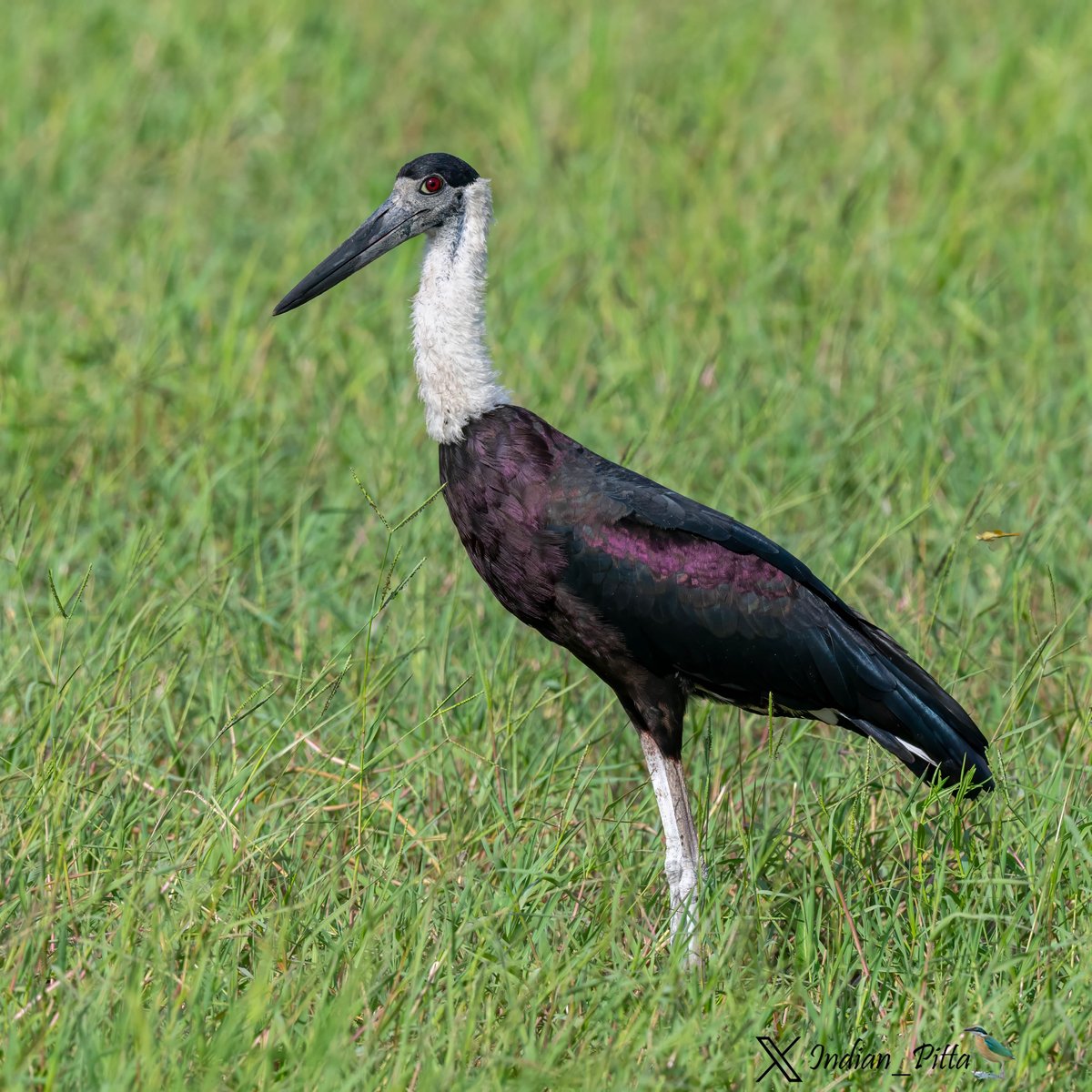 indian_pitta's tweet photo. Guardians of Wetlands. With their towering presence and graceful flights, storks and their companions enrich our wetland ecosystems. 

Today let's recognize Storks, herons &amp; allies. Share stories &amp; photographs of encounters with these regal birds. https://t.co/4S5WQVehbI