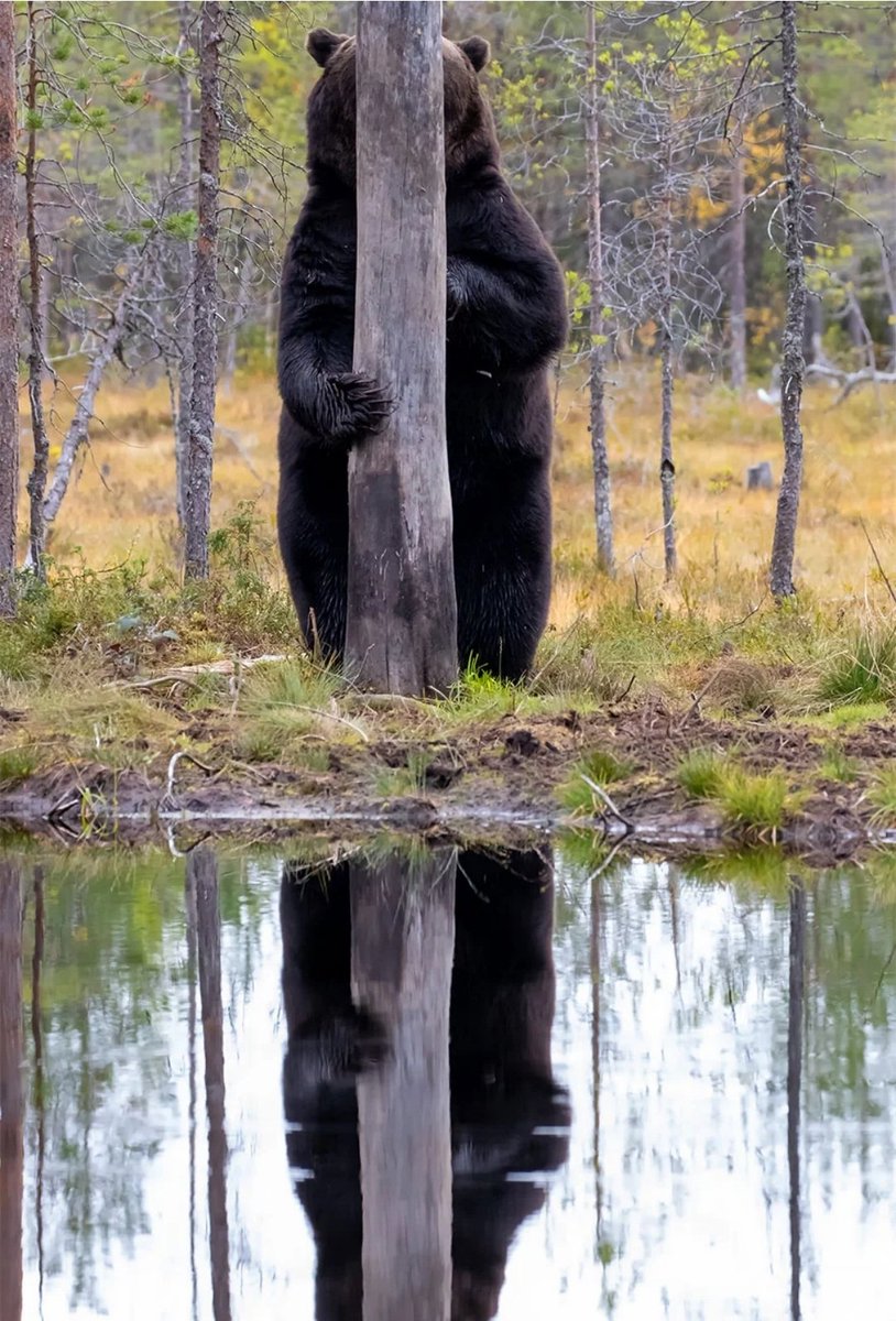 DeanoMck's tweet photo. @You_In_1888 #Bealeball and pre-season Champions in July........ 7 points behind and pumped oot Champions league by end of September οΏ½οΏ½οΏ½ππ
Bearz are oot of Hibernation and are ravenous again πππ https://t.co/Uw82OwLxa7