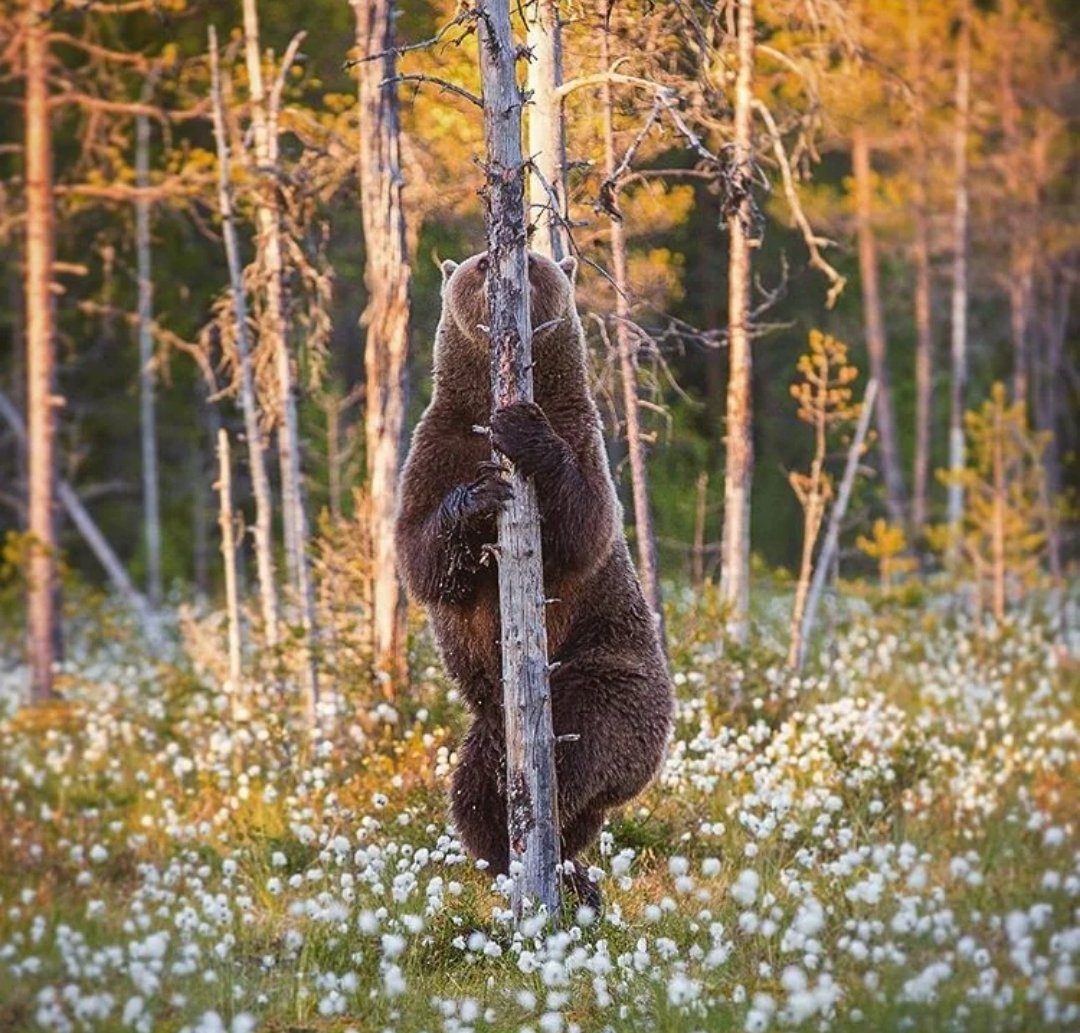 DeanoMck's tweet photo. @You_In_1888 #Bealeball and pre-season Champions in July........ 7 points behind and pumped oot Champions league by end of September οΏ½οΏ½οΏ½ππ
Bearz are oot of Hibernation and are ravenous again πππ https://t.co/Uw82OwLxa7