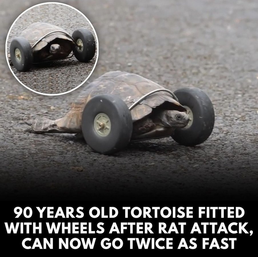 Fast and Furious: Turtle Drift