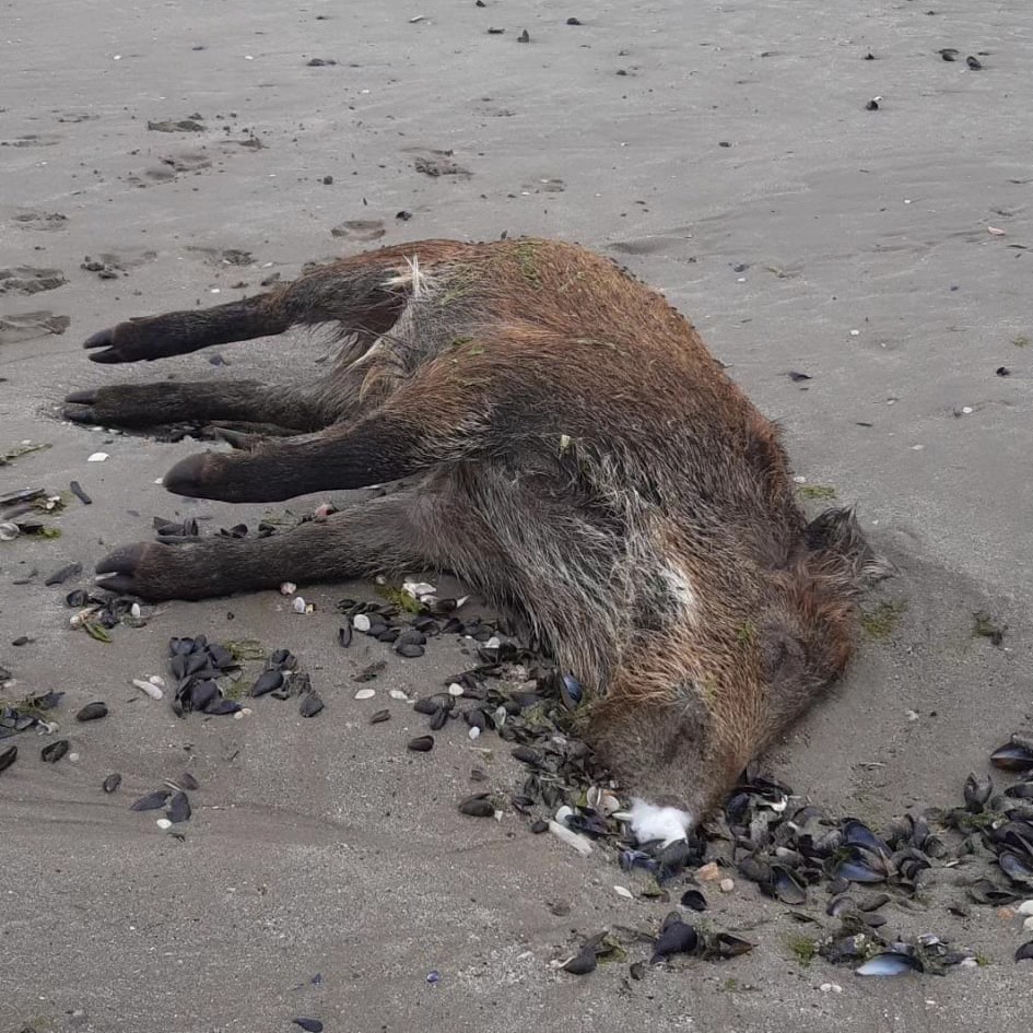 SylvainErnault's tweet photo. L'association Halte aux marées vertes annonce la découverte, ce matin, d'un sanglier mort, sur la plage de la Grandville, à Hillion (22). À proximité immédiate de l'estuaire du Gouessant et des algues vertes.

L'élu d'opposition Philippe Carrière demande une autopsie de l'animal. https://t.co/skSMjOX2Yg