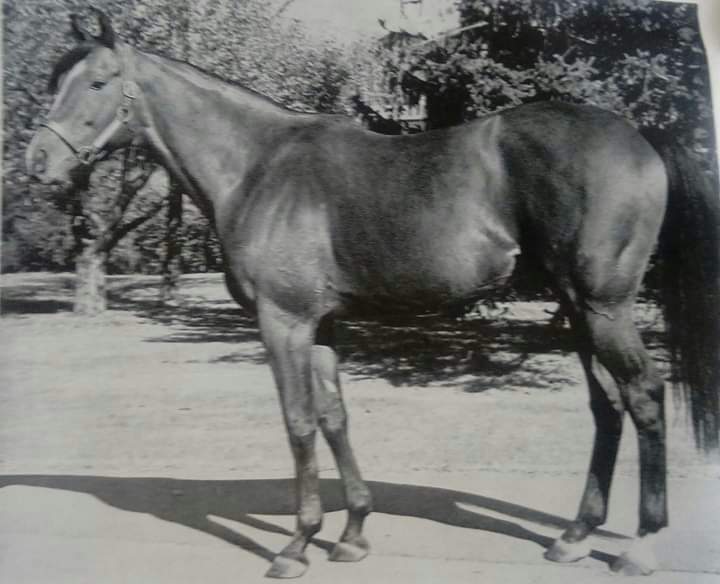HORSERACING1002's tweet photo. MIDDLE BROTHER ๐บ๐ธ1956
(HILL PRINCE - ALABLUE BY BLUE LARKSPUR)
#MiddleBrother https://t.co/Nasc131U6l