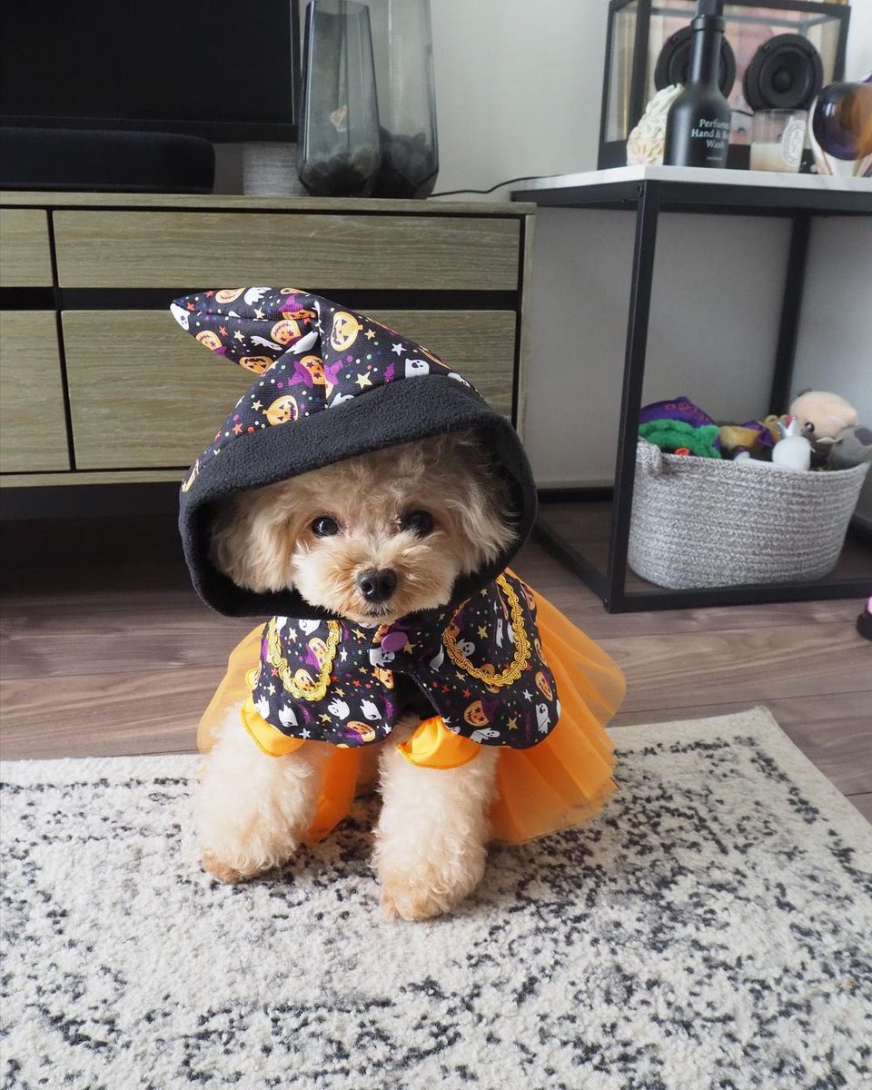 SHEIN_Japan's tweet photo. おやつをくれないといたずらしちゃうぞ🐶👻🍬
IG:kurumitaan
🔍商品番号:
20315143(帽子&ケープセット)https://t.co/ycDaJ1d2Br
15997138(🦈🏠)https://t.co/oMoWxoxyQm
#SHEIN #SHEINjapan #SHEINforall #SHEIN購入品 #petsin #ペッツイン #犬のいる暮らし #SHEINpetsupplies #ペット用品 #ペット服 #ペットハロウィン #ハロウィンパーティー #ハロウィン仮装 #ハロウィンコスチューム #ハロウィン雑貨