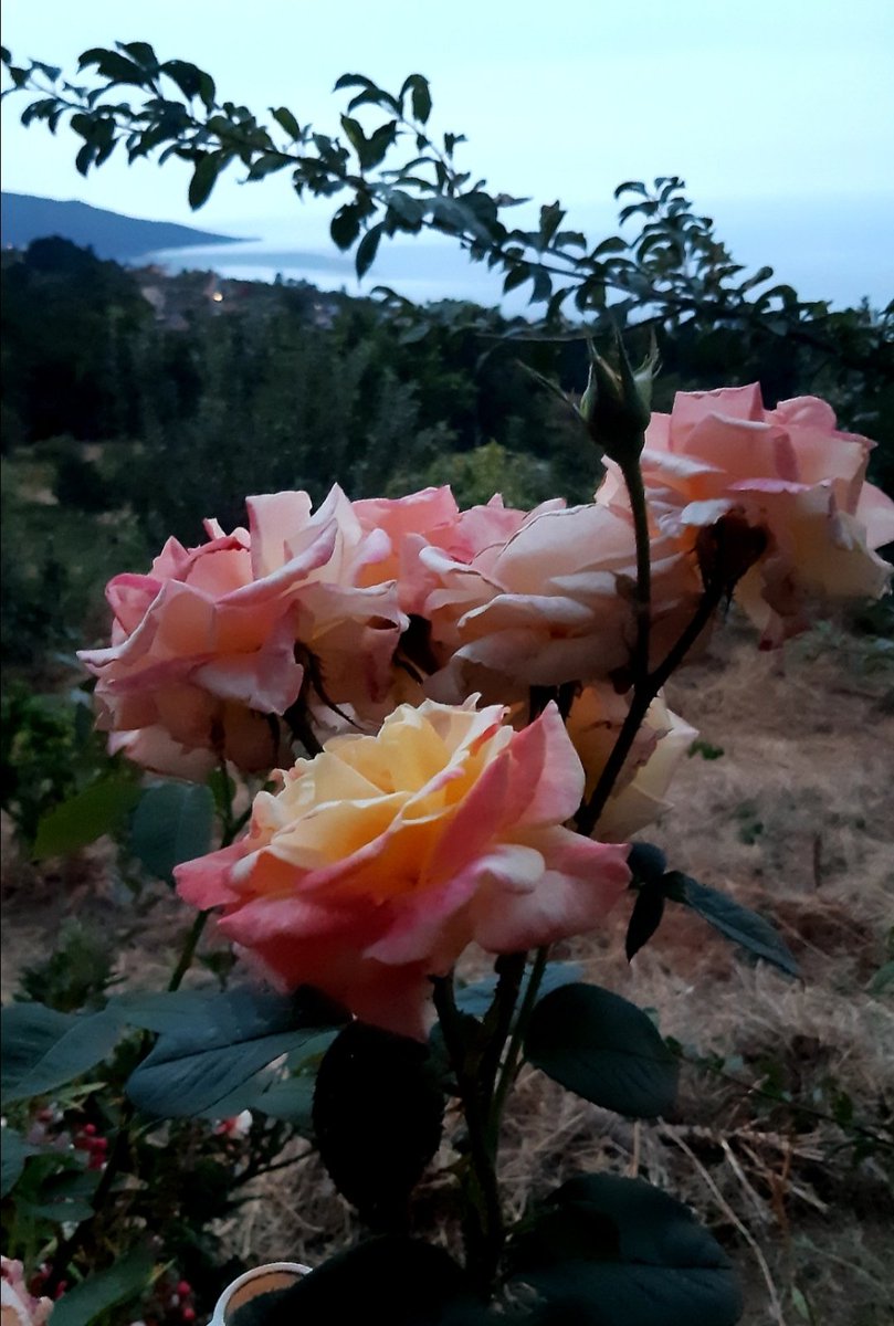 Buen #domingo amigas/os desde el #nortedetenerife parte alta de <a href="/LaOrotava/">Ayuntamiento de La Orotava</a> <a href="/Visit_LaOrotava/">Visit La Orotava</a> <a href="/laorotavaenruta/">LaOrotavaenRuta</a> <a href="/VisitaVen/">Ven de Visita a Tenerife</a> <a href="/Tenerife_Ocio/">Tenerife Ocio</a> <a href="/TerriserValenti/">Terrisser Valentí</a> <a href="/Analupe_Mora/">Ana Lupe Mora</a> <a href="/Cahora/">Canarias Ahora</a> <a href="/domingorios0/">Domingo Mendez Rios</a> <a href="/LoqueVeoTfe/">𝕊𝕖 𝕍𝕖 𝕖𝕟 𝕋𝕖𝕟𝕖𝕣𝕚𝕗𝕖</a> <a href="/tenerife_meteo/">Meteo_Tenerife</a> <a href="/cervezadorada/">Cerveza Dorada</a> <a href="/AguaFonteide/">Agua Fonteide</a> <a href="/CasadelVinoTfe/">Casa del Vino</a> <a href="/EGofio/">GofioDeMillo 🇪🇦🇮🇨⚔️🛡️</a> <a href="/eldia/">El Día</a>