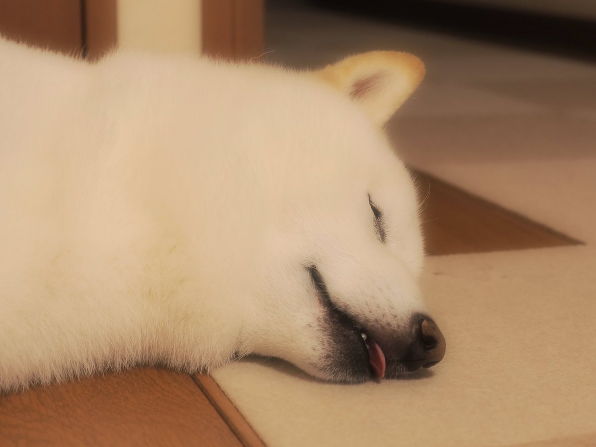 柴犬ラッテ tweet media