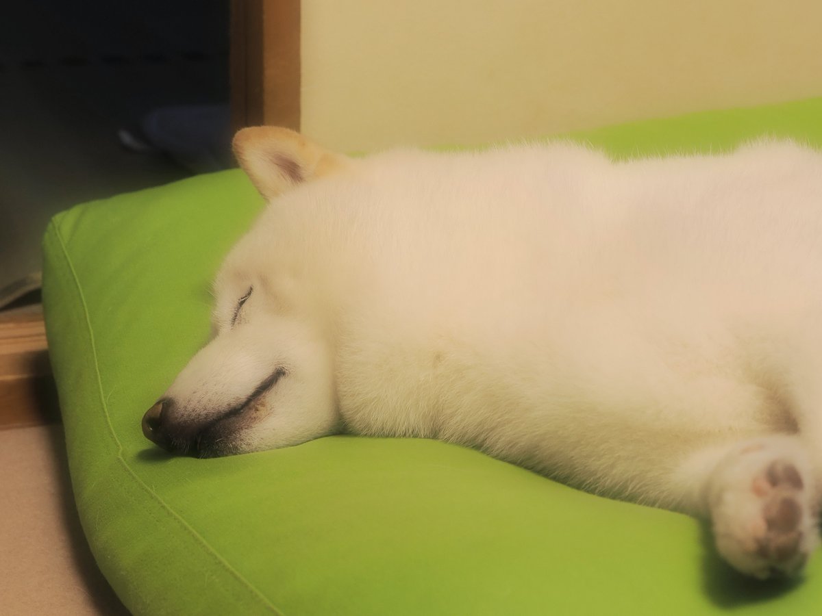 柴犬ラッテ tweet media