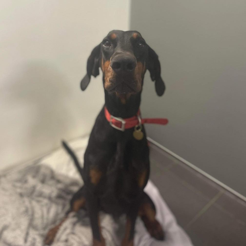 Please retweet to help Callie find a home #LIVERPOOL #UK 
Found as a stray, unclaimed Doberman aged 2, STRESSED IN KENNELS 🔹🔹🔹 
She is looking for an experienced home to go on with training and socialisation.  She can live with teenagers as the only pet in the home. 
DETAILS