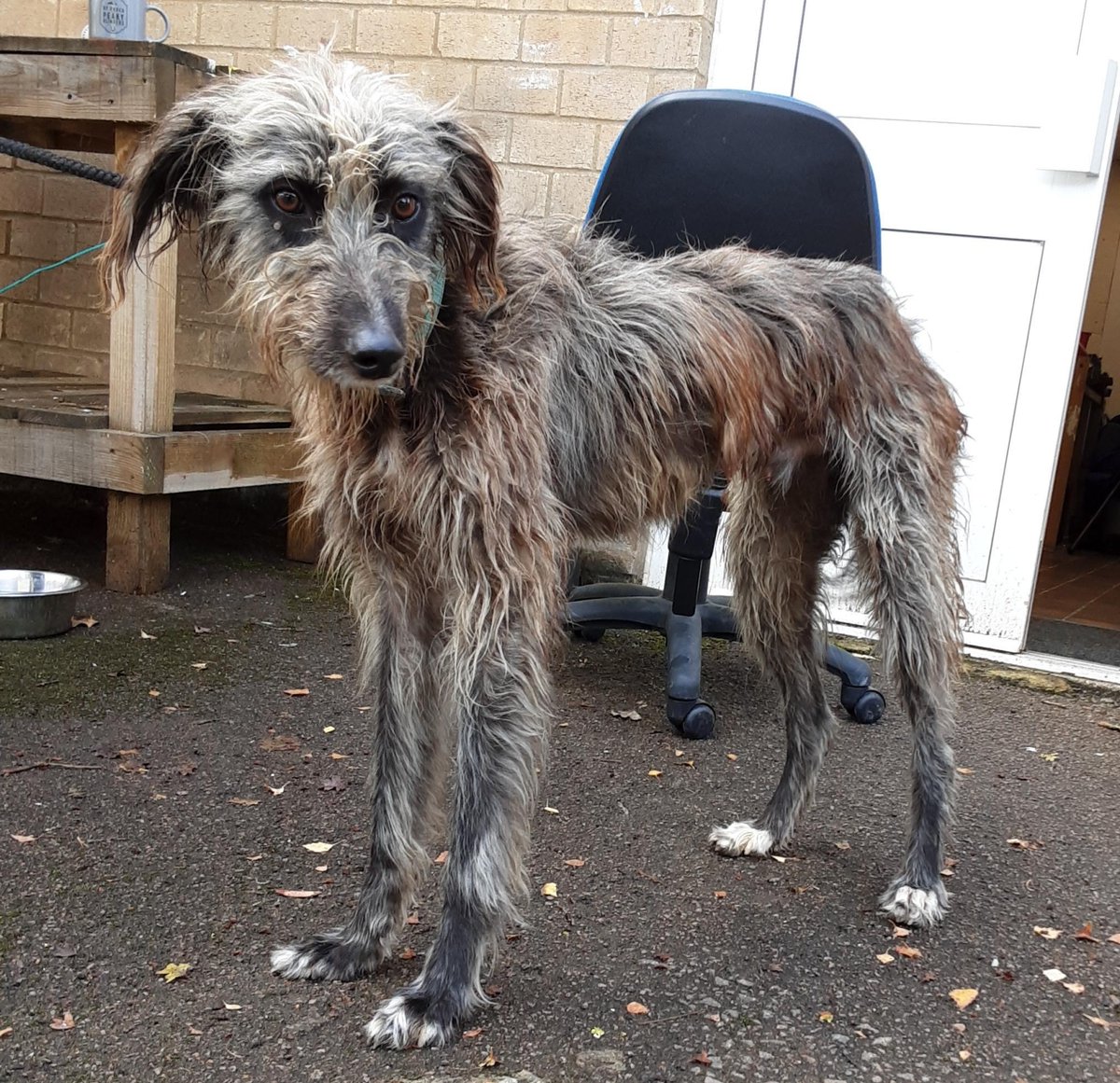 AdoptionsUk's tweet photo. Please retweet to HELP FIND THE OWNER OF THIS STRAY DOG FOUND #LEIGHTONBUZZARD #BEDFORDSHIRE #UK 

Rough coated Lurcher, male, chip not registered, found 14 October. Now in a council pound, he could be missing or stolen from another region. Please share widely to help him get home. 
DETAILS👇
https://t.co/gvko0pjw8t
Not for adoption, proof of ownership required.

A dog in a council pound can be sent to a rescue shelter after 7 days. If no shelter space is available a dog can be put to sleep.
#dogs #Lurchers #rescuedogs #AdoptDontShop #RESCUE