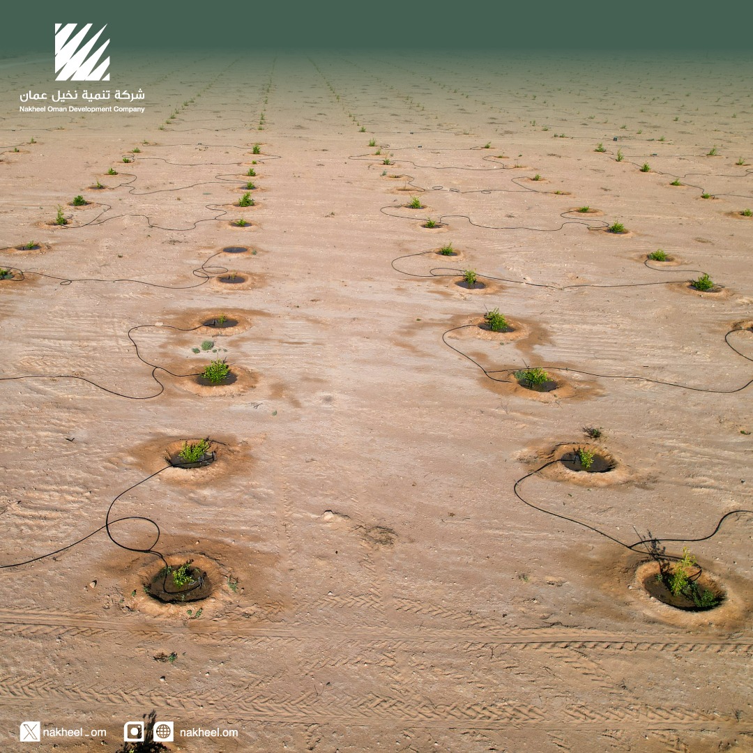 oman_agri's tweet photo. للوصول إلى الحياد الكربوني بحلول عام 2050 ، وتحقيق أهداف الأمن الغذائي ، تدشين أول مشاريع الإعتماد الكربوني لشركة تنمية نخيل عمان وشركة تنمية نفط عمان بزراعة حوالي 30 ألف شجرة ليمون عماني ، وذلك بزيادة قدرها 3000 طن ، مما سيساهم في زيادة إنتاج سلطنة عمان بنسبة %38 من الليمون. https://t.co/gEPbL2CYD5