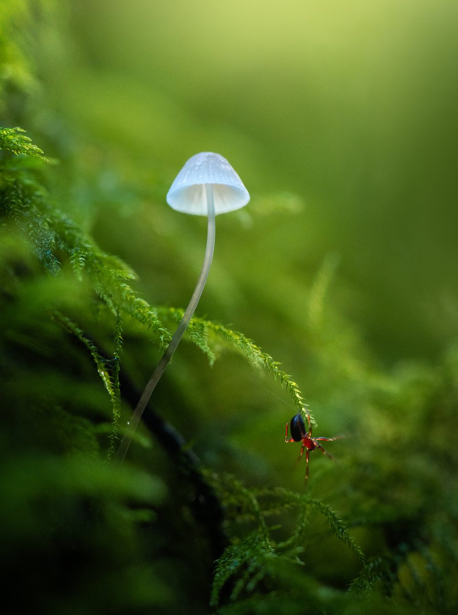 albertdrosphoto's tweet photo. Little Spider. Photos taken with my macro lens in the forest yesterday. https://t.co/RjVCJ8c9v4