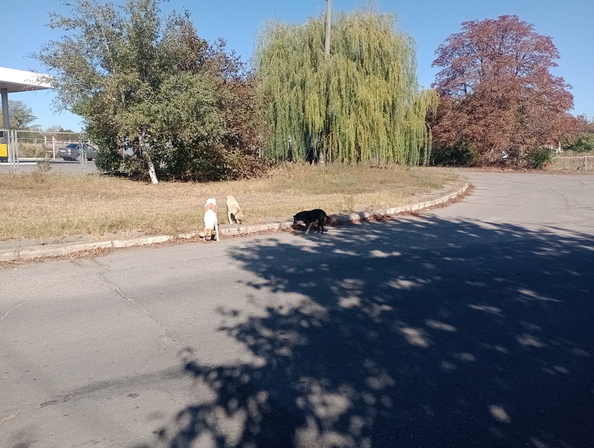 OnTheFrontUA's tweet photo. Aerial bomb dropped on the electrical infrastructure in #Kherson but we are out feeding stray dogs.
Thank you all for making it possible to bring joy and spread the love, even in war.
#DogsOfUkraine
#RussiaIsATerroristState
#StandWithUkraine
https://t.co/MyZwg6xHca https://t.co/SLTSnzO9a6