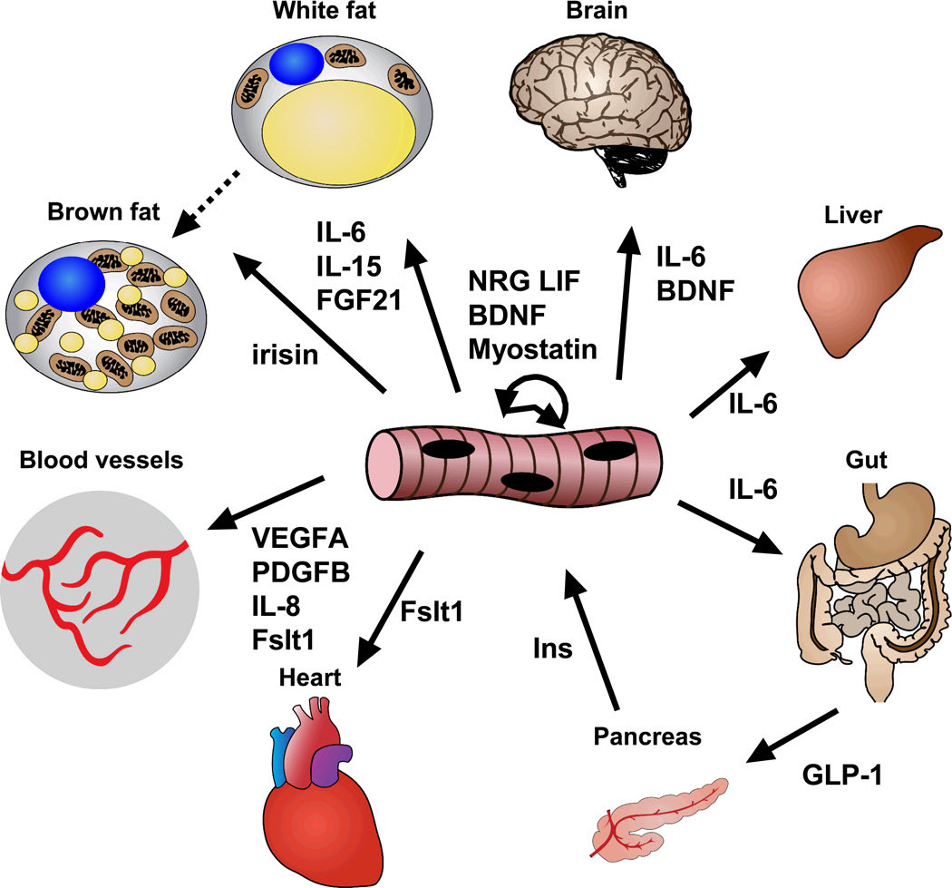 Muscle as an “endocrine organ”

Exercise triggers the secretion of numerous factors from skeletal muscle which are involved in various systemic functions👇🏼

#muscle #exercise

ncbi.nlm.nih.gov/pmc/articles/P…