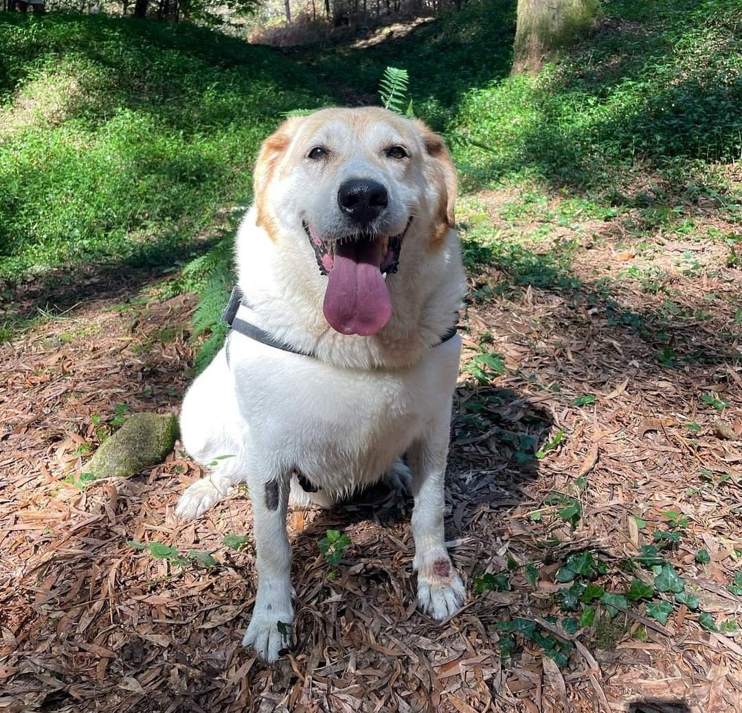 ranimal_ohana's tweet image. Llega el invierno y el abuelo Nerón sigue en el refugio… es un perro muy bueno y es una pena que nadie le de una oportunidad después de estar 10 años esperando. Es un perro muy noble pero es de tamaño grande, llegó a Ohana obeso y ahora pesa 50kg pero aún le quedan unos 15kg