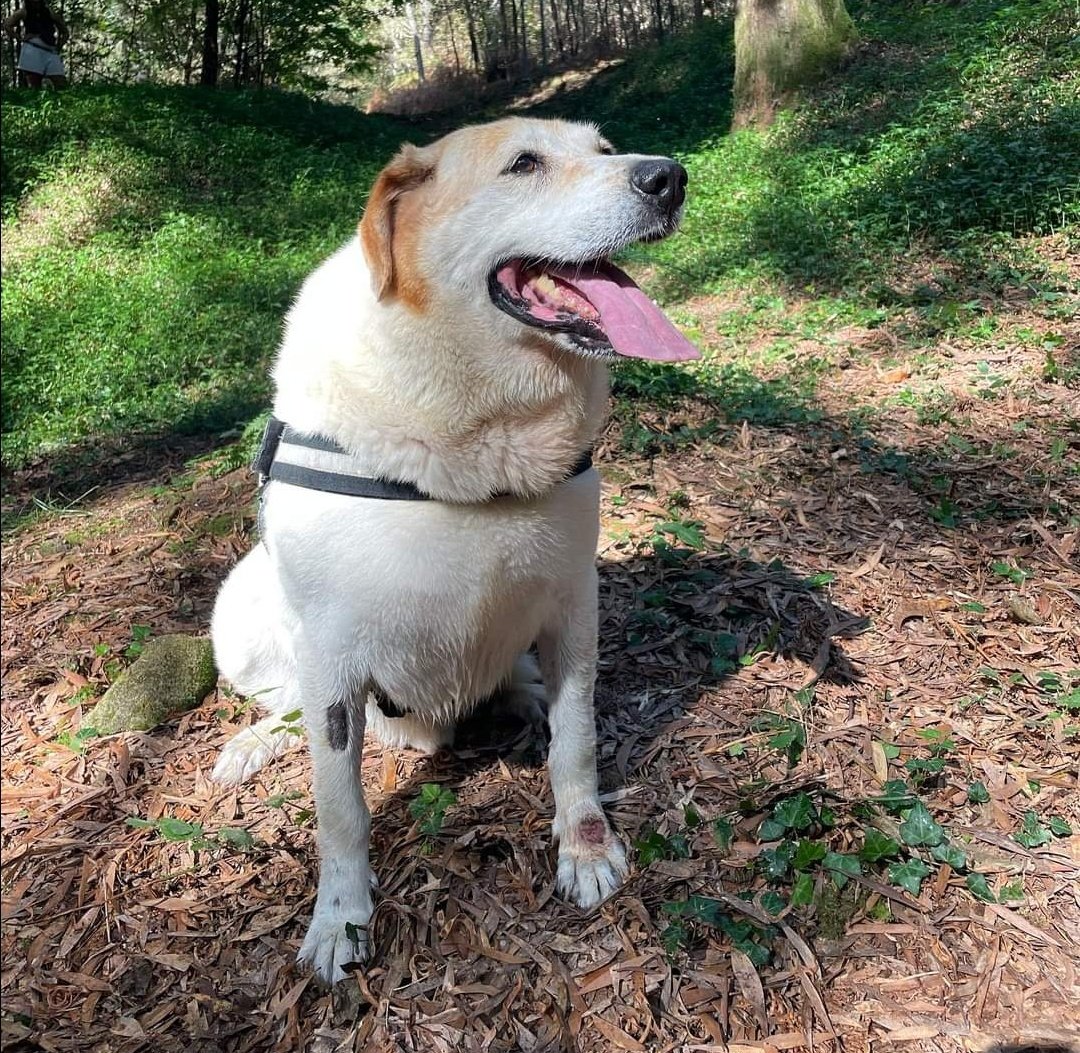 ranimal_ohana's tweet image. Llega el invierno y el abuelo Nerón sigue en el refugio… es un perro muy bueno y es una pena que nadie le de una oportunidad después de estar 10 años esperando. Es un perro muy noble pero es de tamaño grande, llegó a Ohana obeso y ahora pesa 50kg pero aún le quedan unos 15kg